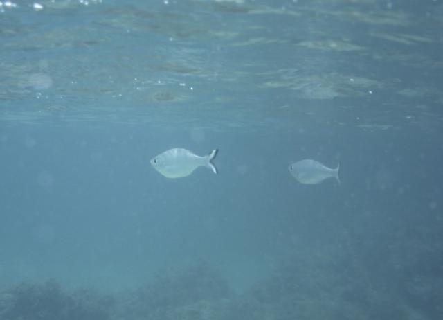 Anse Bouteille