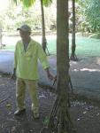 Jardin de Pamplemousses : palmier spendida