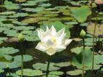 Jardin de Pamplemousses : lotus