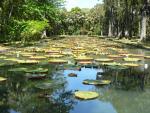 Jardin de Pamplemousses : nenuphar