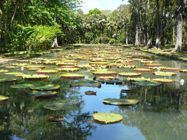 Jardin de Pamplemousses : nenuphar
