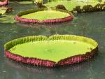 Jardin de Pamplemousses : nenuphar