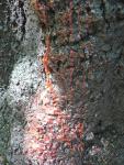 Jardin de Pamplemousses : meristica arbre qui saigne