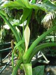 Jardin de Pamplemousses :